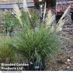Cortaderia Selloana 'Minipampas Silver' -Perfect Greenery CORT MINIPAMPA T27376