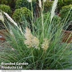 Cortaderia Selloana 'Minipampas Silver' -Perfect Greenery CORT MINIPAMPA T27377