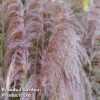 Cortaderia Selloana 'Rosea' -Perfect Greenery CORT ROSE W44910