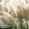 Cortaderia Selloana 'White Feather' -Perfect Greenery CORT WHITEFEAT W45020