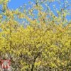 Corylopsis Spicata 1 Corylopsis Spicata -Perfect Greenery CORY T66180 B