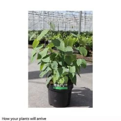 Corylopsis Spicata -Perfect Greenery CORY T66180 B h