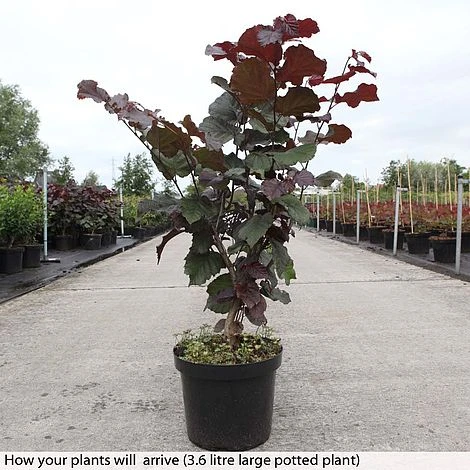 Corylus Maxima 'Purpurea' 4 Corylus Maxima 'Purpurea' - Image 2
