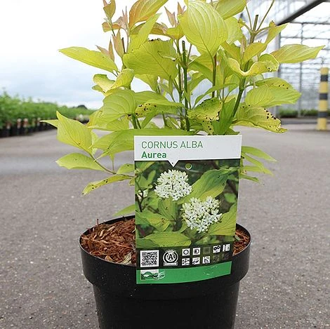 Corylus Avellana 'Aurea' 4 Corylus Avellana 'Aurea' - Image 2