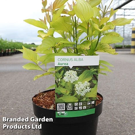 Corylus Avellana 'Aurea' 3 Corylus Avellana 'Aurea'