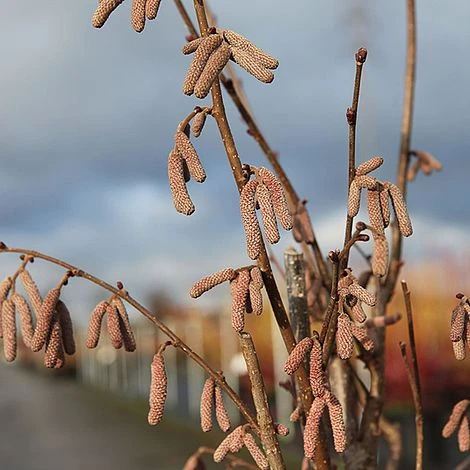 Corylus 'Rode Zellernoot' 5 Corylus 'Rode Zellernoot' - Image 3