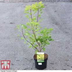 Cotinus Coggygria 'Golden Spirit' -Perfect Greenery COTI 73884 A
