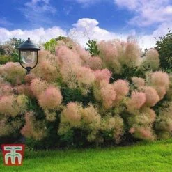 Cotinus Coggygria 'Young Lady' -Perfect Greenery COTI T67916 B