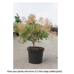 Cotinus Coggygria 'Young Lady' -Perfect Greenery COTI T67916 B h