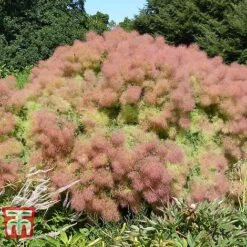 Cotinus Coggygria 'Young Lady' -Perfect Greenery COTI T67916 E