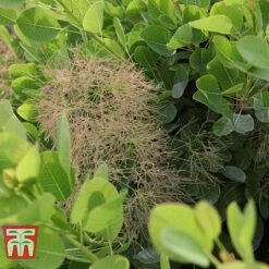 Cotinus Coggygria 'Young Lady' -Perfect Greenery COTI T67916 F