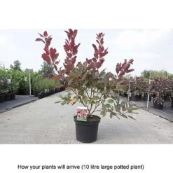 Cotinus 'Grace' -Perfect Greenery COTI T68330 B h