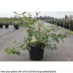 Cotinus Coggygria -Perfect Greenery COTI T73880 B h