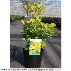 Cotinus Coggygria 'Golden Spirit' -Perfect Greenery COTI T73884 A h