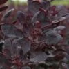 Cotinus Coggygria 'Lilla' -Perfect Greenery COTI T73886 A h