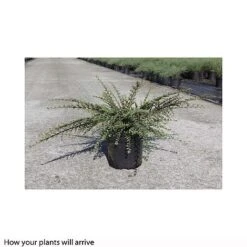 Cotoneaster Horizontalis 'Variegatus' -Perfect Greenery COTO T66183 A h