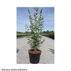 Cotoneaster Lucidus 11 Cotoneaster Lucidus -Perfect Greenery COTO T66184 A h
