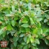 Cotoneaster Lucidus -Perfect Greenery COTO T66184 B