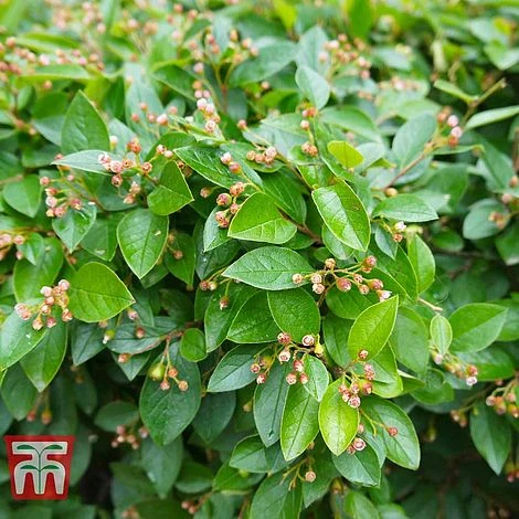 Cotoneaster Lucidus 3 Cotoneaster Lucidus