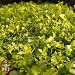 Cotoneaster Lucidus 9 Cotoneaster Lucidus -Perfect Greenery COTO T66184 D