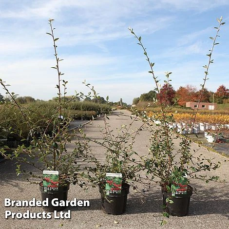 Cotoneaster Lacteus 4 Cotoneaster Lacteus - Image 2