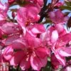Crab Apple 'Diable Rouge' -Perfect Greenery CRAB TKA0807 A