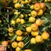 Crab Apple 'Butterball' -Perfect Greenery CRAB TKA1781 A