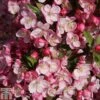 Crab Apple 'Coralburst' -Perfect Greenery CRAB TKA1783 A