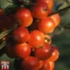 Crab Apple 'Nuvar Marble' -Perfect Greenery CRAB TKA1921 A