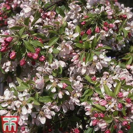 Crab Apple 'Sun Rival' 3 Crab Apple 'Sun Rival'