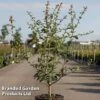 Crataegus Grignonensis -Perfect Greenery CRAT GRIGNONEN S45400