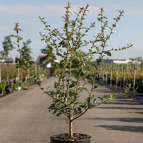 Crataegus Grignonensis 4 Crataegus Grignonensis - Image 2