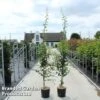 Crataegus Media 'Pauls Scarlet' -Perfect Greenery CRAT PAULSSCAR S45426