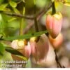 Crinodendron 'Ada Hoffman' -Perfect Greenery CRIN ADAHOFFMA R44176