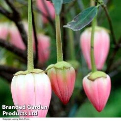 Crinodendron 'Ada Hoffman' -Perfect Greenery CRIN ADAHOFFMA R44177