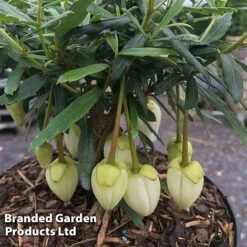 Crinodendron Trio 8 Crinodendron Trio -Perfect Greenery CRIN ALFROBBIN S442051