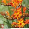 Crocosmia 'Firestarter' (Firestars Series) 1 Crocosmia 'Firestarter' (Firestars Series) -Perfect Greenery CROC KB2977 A