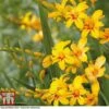 Crocosmia 'Hot Spot' (Firestars Series) -Perfect Greenery CROC KB2978 A