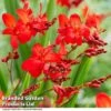 Crocosmia 'Walberton Scarlet' -Perfect Greenery CROC WALBSCARL S35216