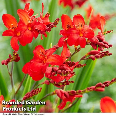 Crocosmia 'Walberton Scarlet' 3 Crocosmia 'Walberton Scarlet'