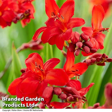 Crocosmia 'Walberton Scarlet' 4 Crocosmia 'Walberton Scarlet' - Image 2