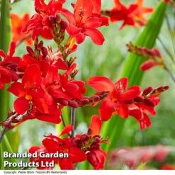 Crocosmia 'Walberton Scarlet' 7 Crocosmia 'Walberton Scarlet' -Perfect Greenery CROC WALBSCARL S35219