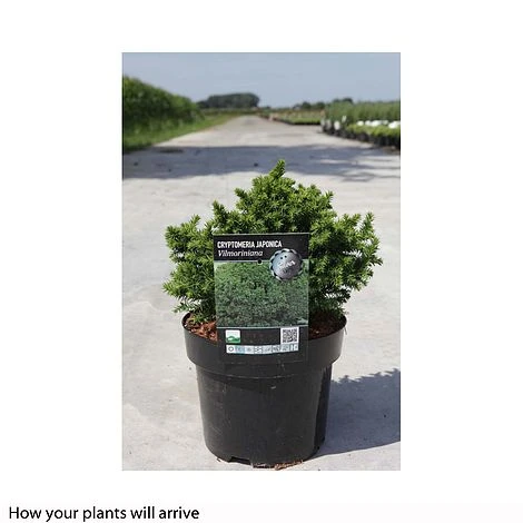 Cryptomeria Japonica 'Vilmoriniana' 4 Cryptomeria Japonica 'Vilmoriniana' - Image 2