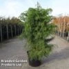 Cryptomeria Japonica 'Elegans Viridis' 1 Cryptomeria Japonica 'Elegans Viridis' -Perfect Greenery CRYP ELEGANSVI S45421