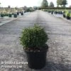 Cryptomeria Japonica 'Green Pearl' -Perfect Greenery CRYP GREENPEAR S45422