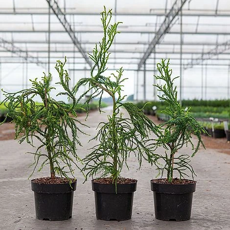 Cryptomeria Japonica 'Kyara Gold' 4 Cryptomeria Japonica 'Kyara Gold' - Image 2