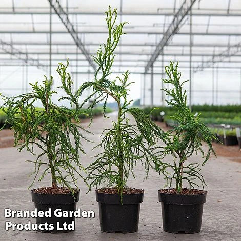 Cryptomeria Japonica 'Kyara Gold' 3 Cryptomeria Japonica 'Kyara Gold'