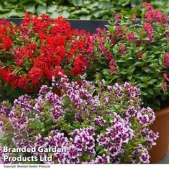 Cuphea 'Sweet Talk Collection' -Perfect Greenery CUPH SWEETTALK T41801