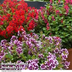 Cuphea 'Sweet Talk Collection' -Perfect Greenery CUPH SWEETTALK T41802