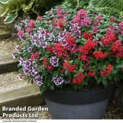 Cuphea 'Sweet Talk Collection' -Perfect Greenery CUPH SWEETTALK T51694